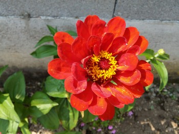 imagebam.com
