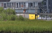 Kendall Jenner & Haylie Baldwin - paddle boarding in the Hamptons 07/01/2014