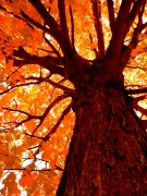 Autumn Cliparts (Осень) - 7xHQ A250af336619981