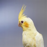 Попугаи (Parrots) 190104337467239
