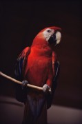 Попугаи (Parrots) 3f2aed337468188
