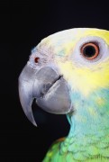 Попугаи (Parrots) 59e243337468418
