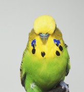 Попугаи (Parrots) 6dbf14337468742