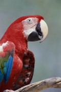 Попугаи (Parrots) 70ce1d337467980