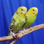 Попугаи (Parrots) 7bd5e2337466851