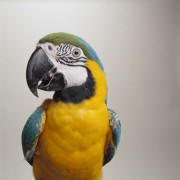 Попугаи (Parrots) B6e5f3337467770