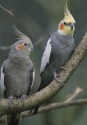 Попугаи (Parrots) Bda0e1337468359