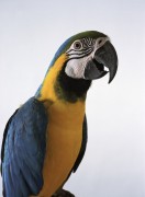Попугаи (Parrots) D95c5d337468822