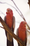 Попугаи (Parrots) F825c5337468570