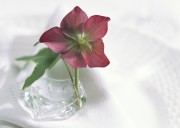 Праздничные цветы / Celebratory Flowers (200xHQ) Fbc0a9337466364