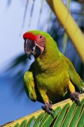 Попугаи (Parrots) 28cad4338287282