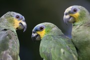 Попугаи (Parrots) 47e747338287339