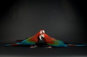 Попугаи (Parrots) 8da843338287221