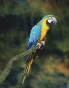 Попугаи (Parrots) B5d821338287168