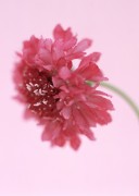 Цветы / Images of flowers (200xHQ) Cc3f45338289712