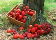 Обильный урожай фруктов (195xHQ) F6a77b338639284