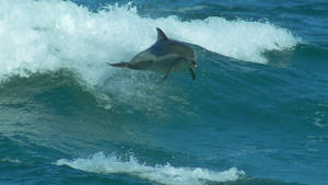 BBC: ������� ������� / Ocean Giants (2011/BDRip 720p)