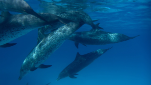 BBC: ������� ������� / Ocean Giants (2011/BDRip 720p)