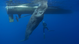 BBC: ������� ������� / Ocean Giants (2011/BDRip 720p)