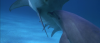 Flipper (1996) .mkv iTA-ENG AC3/DTS Bluray 1080p x264